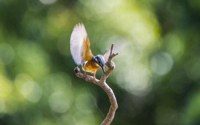 kingfisher-6583224_1920